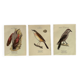 Lot 3 Botanical engravings birds double-sided naturalist board Etching