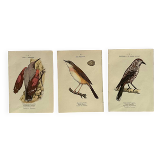 Lot 3 Botanical engravings birds double-sided naturalist board Etching