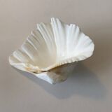 Holy water clam shell - 23x15x6 cm - Natural - 1000g