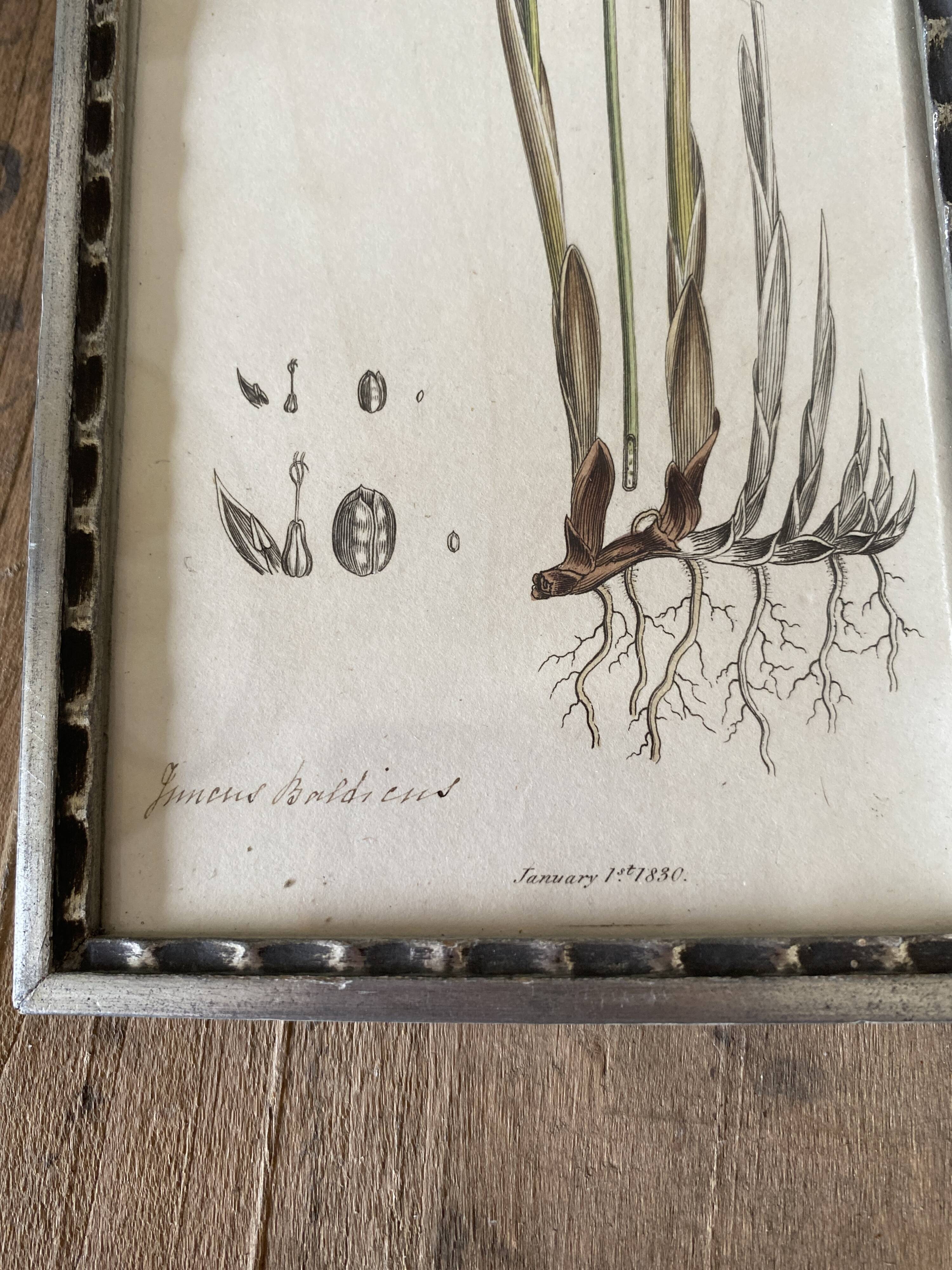 Botanical plate 1830, glazed wooden frame