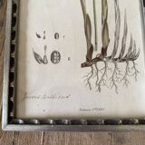 Botanical plate 1830, glazed wooden frame