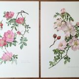 Set of 2 botanical plates roses