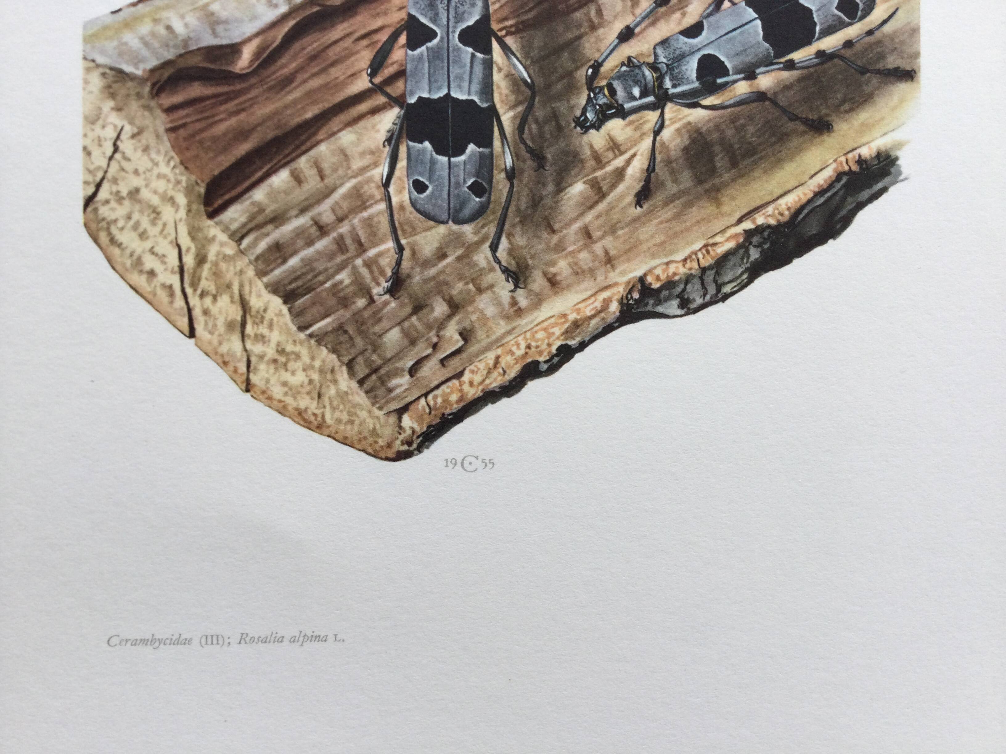 Antique Insect Illustration, Vintage Print 60s