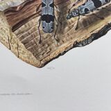 Illustration ancienne Insectes, Impression vintage années 60