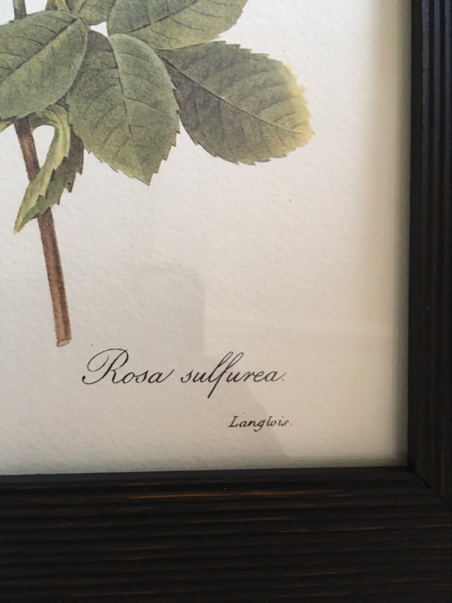 Redoute"Rosa sulfurea botanical plank