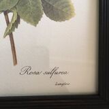 Redoute"Rosa sulfurea botanical plank