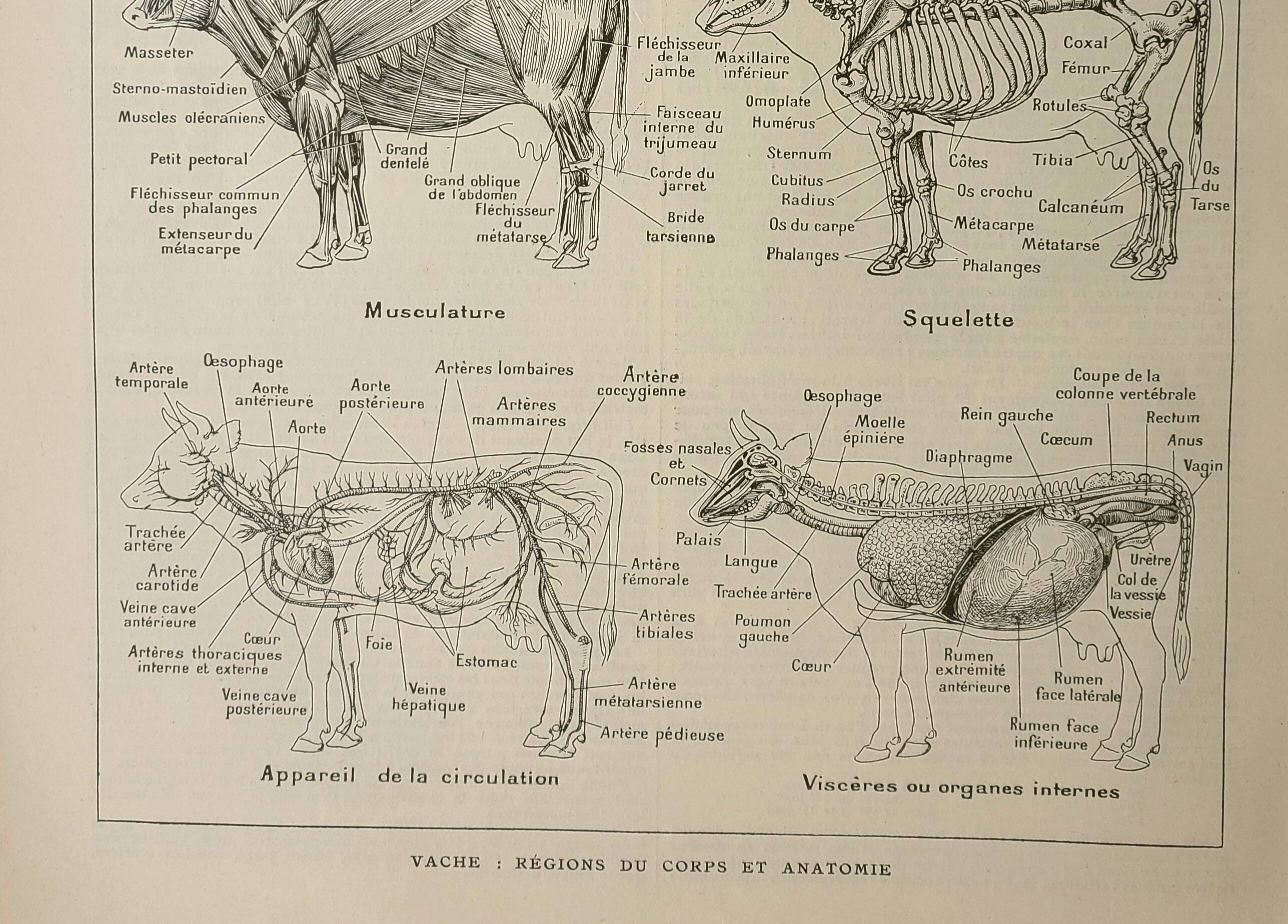 Antique engraving 1922, Cow, anatomy, skeleton, body region • Lithograph, original illustration
