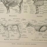 Gravure ancienne 1922, Vache, anatomie, squelette, région du corp • Lithographie, illustration origi