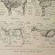 Antique engraving 1922, Cow, anatomy, skeleton, body region • Lithograph, original illustration