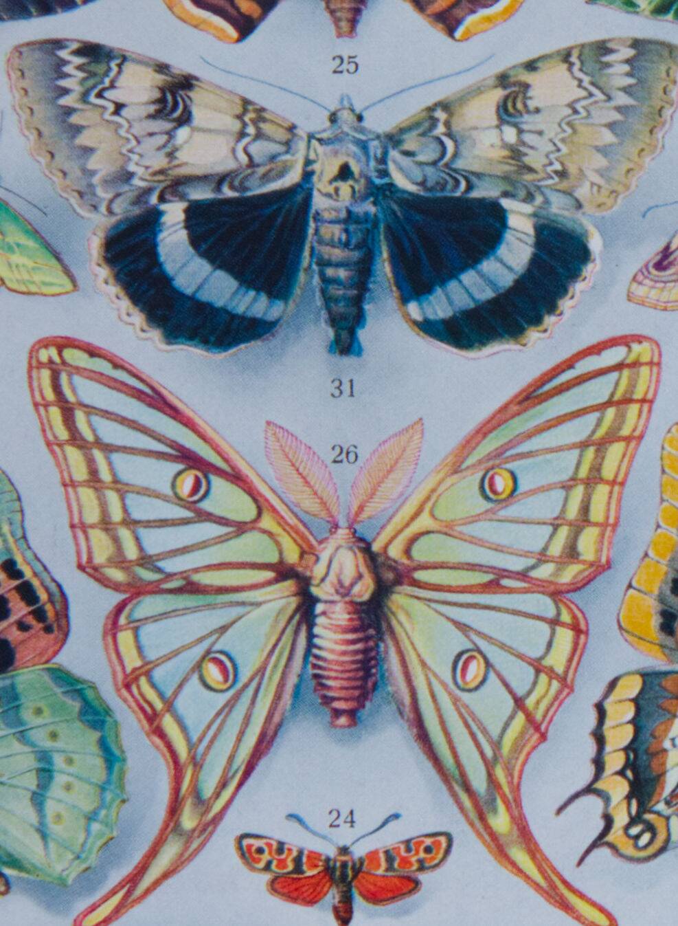 The butterflies of Europe – original naturalist plate, 1930 Adolphe Millot