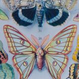 The butterflies of Europe – original naturalist plate, 1930 Adolphe Millot