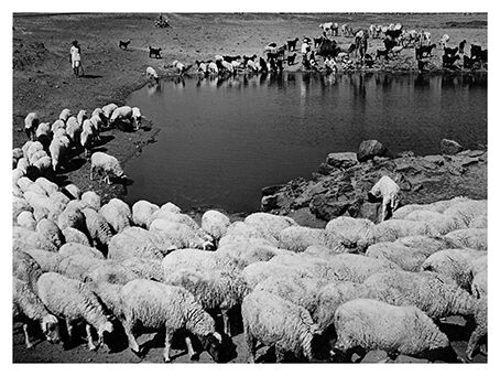 transhumance, rajasthan