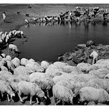 transhumance, rajasthan