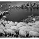 transhumance, rajasthan