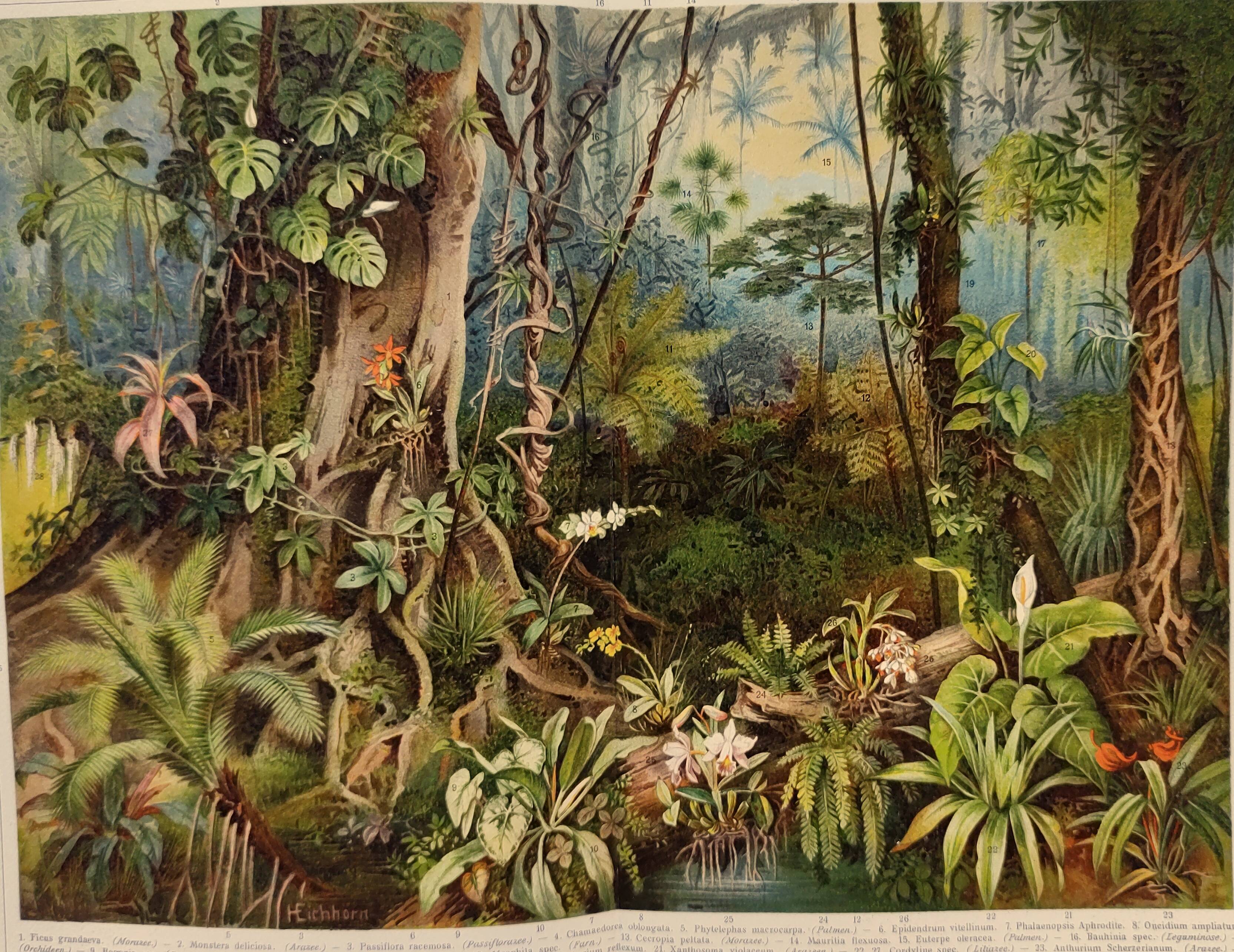 Gravure botanique de 1909 - Forêt et jungle tropicale - Planche ancienne allemande