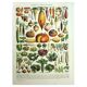 Old engraving 1928 - Vegetables and garden plants by A. Millot