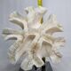 Old white coral "méandrine" on base in veined black marble, 25 cm