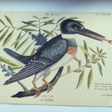 Old bird engraving -The Alcyon- Ornithological plate by Seligmann & Catesby. 1973