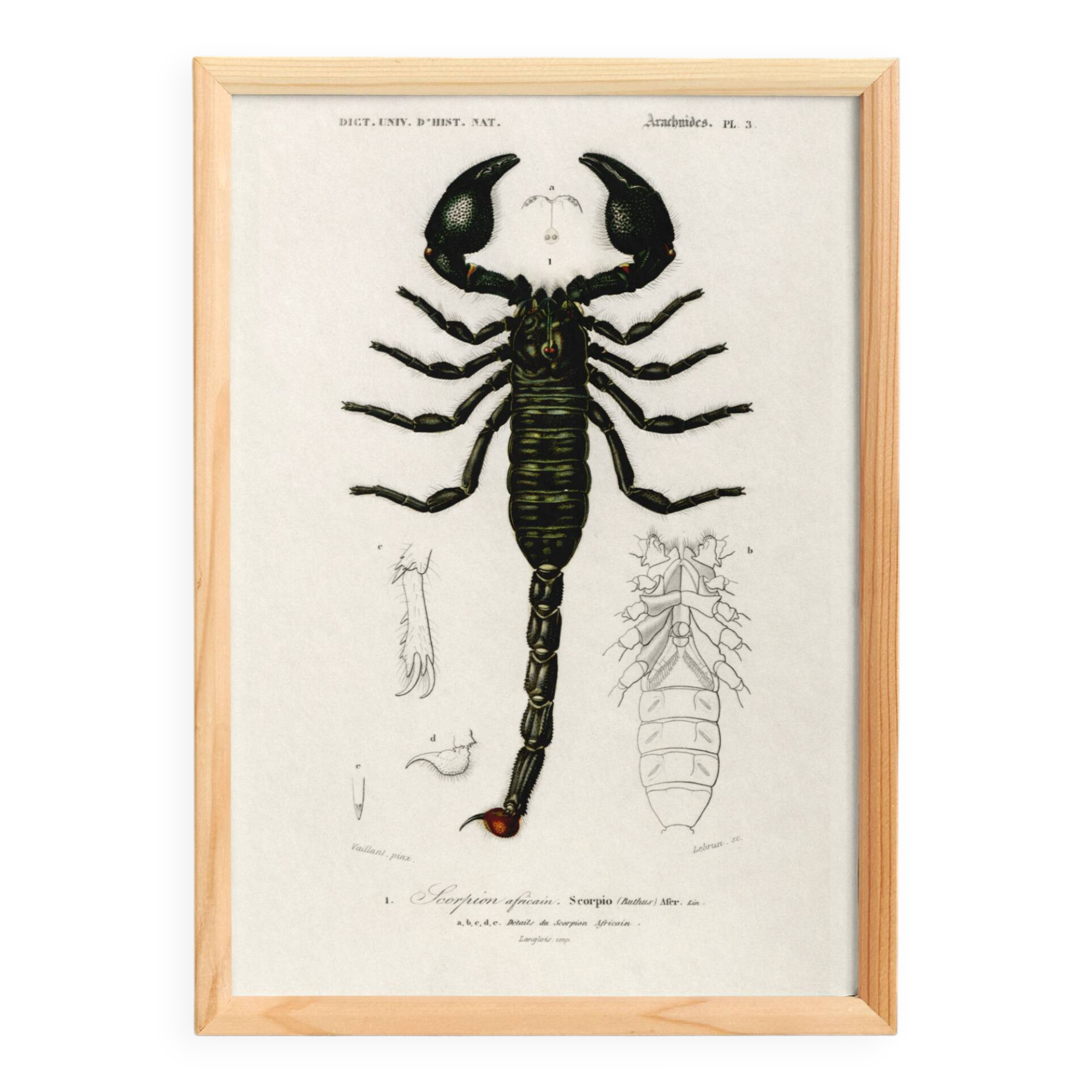 Poster about the scorpion, based on an old engraving from 1849.