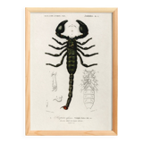 Poster about the scorpion, based on an old engraving from 1849.