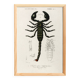 Poster about the scorpion, based on an old engraving from 1849.