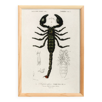 Affiche sur le scorpion, d’après une gravure ancienne de 1849.