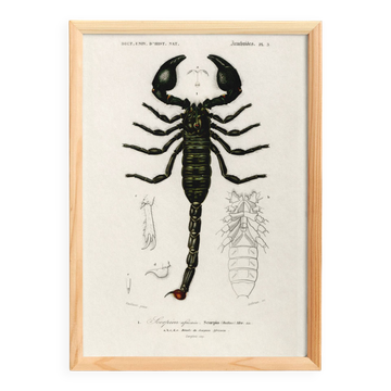 Poster about the scorpion, based on an old engraving from 1849.