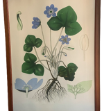 Signed botanical plate/poster under frame
