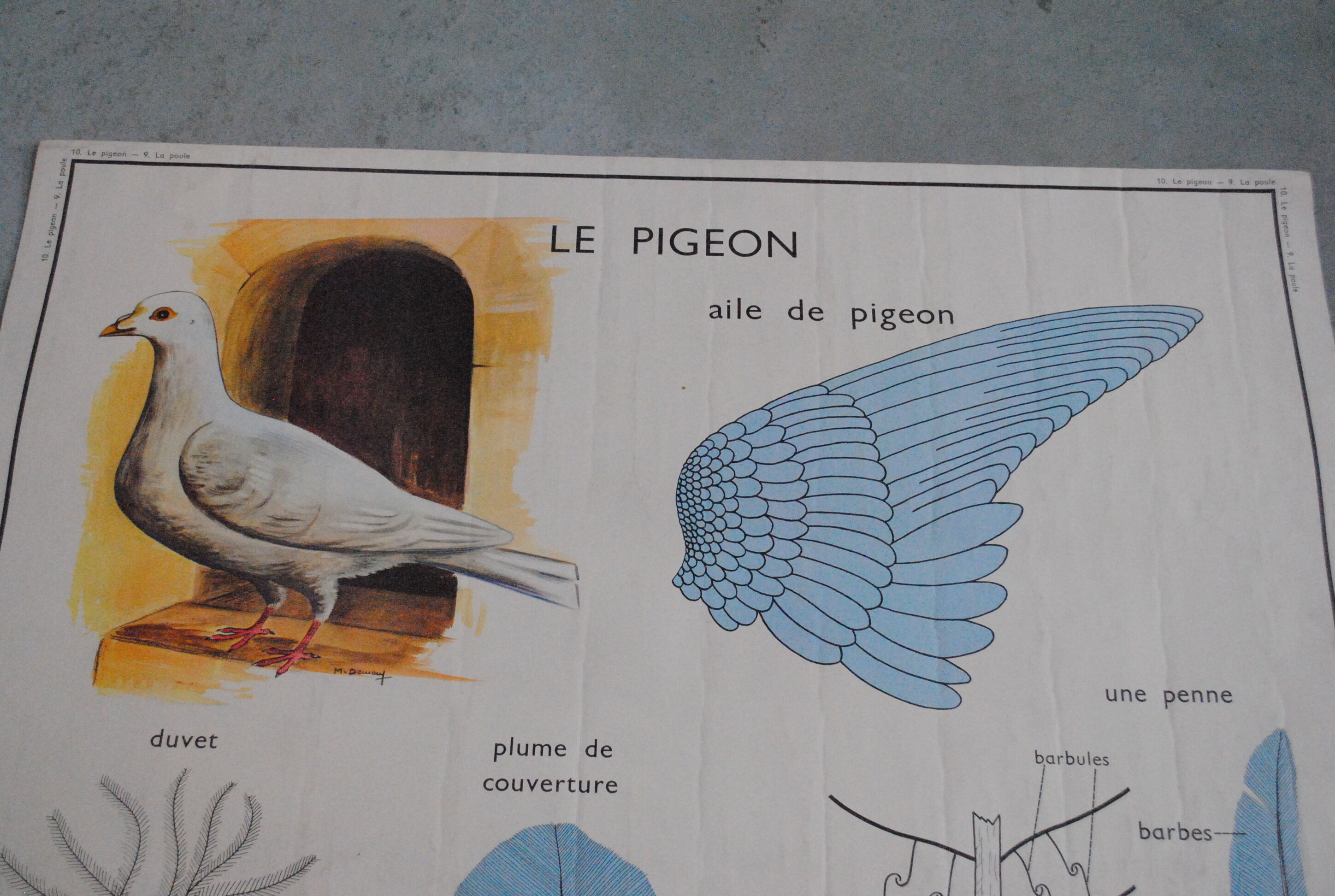 School map The hen and pigeon editions Rossignol