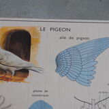 School map The hen and pigeon editions Rossignol