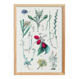 Poster on plants, after an engraving from 1881 (millet, ryegrass, cane, fescue)