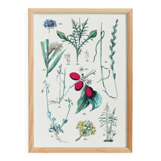 Poster on plants, after an engraving from 1881 (millet, ryegrass, cane, fescue)