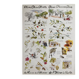 Poster - The Neighbours of the Olive Tree: From Olive to Oil - Provence