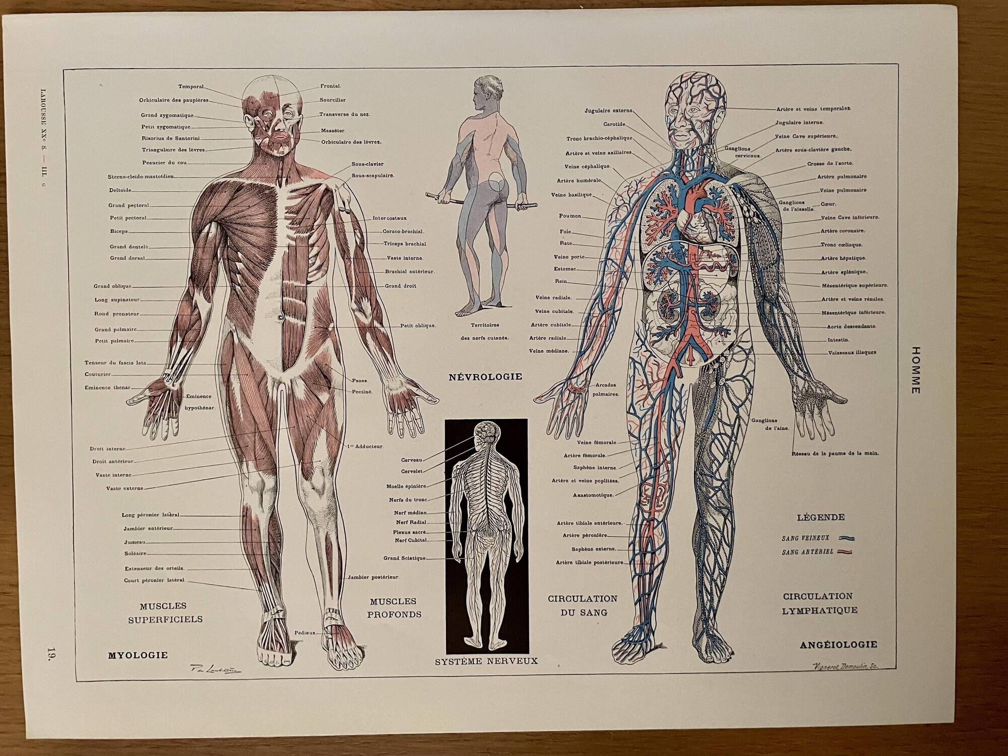 Lithograph engraving on the anatomy of 1928 (human body, skeleton)