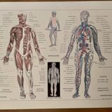 Lithographie gravure sur l'anatomie de 1928 (corps humain, squelette)