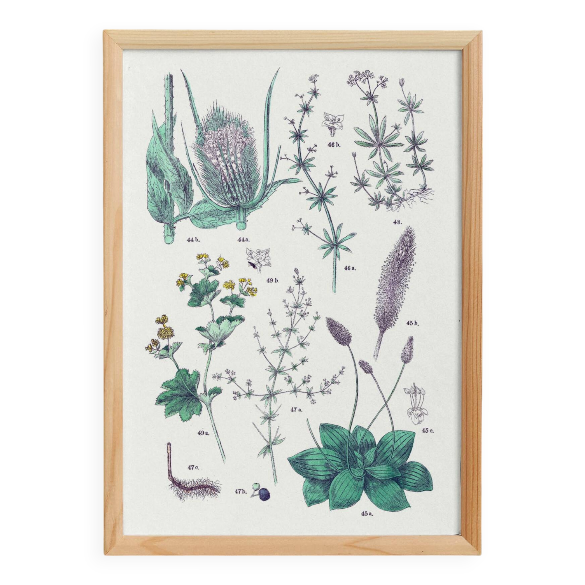 Affiche sur les plantes d'après une gravure de 1881 "plantain"