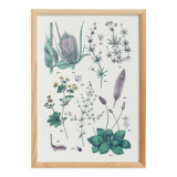 Affiche sur les plantes d'après une gravure de 1881 "plantain"