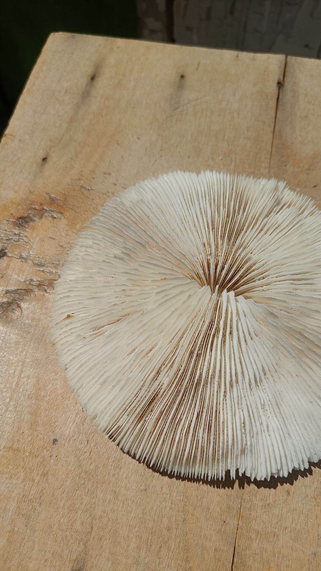 Natural white coral