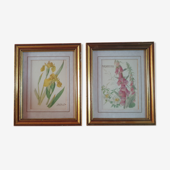 2 cadres vintage reprodution peinture d'edith holden, iris jaune et digitale rose 18cm sur 14,5cm