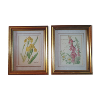 2 cadres vintage reprodution peinture d'edith holden, iris jaune et digitale rose 18cm sur 14,5cm