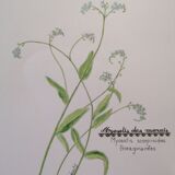 Dessin botanique myosotis