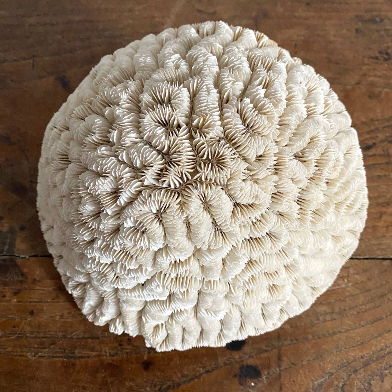 Maze coral or brain coral