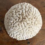 Maze coral or brain coral