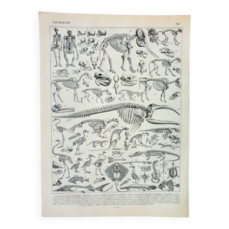 Gravure ancienne 1898, Squelettes d'animaux, anatomie • Lithographie, Planche originale