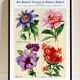 Poster featuring passionflower, peony, petunia and phlox