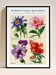 Affiche sur la passiflore, la pivoine, le pétunia et le phlox