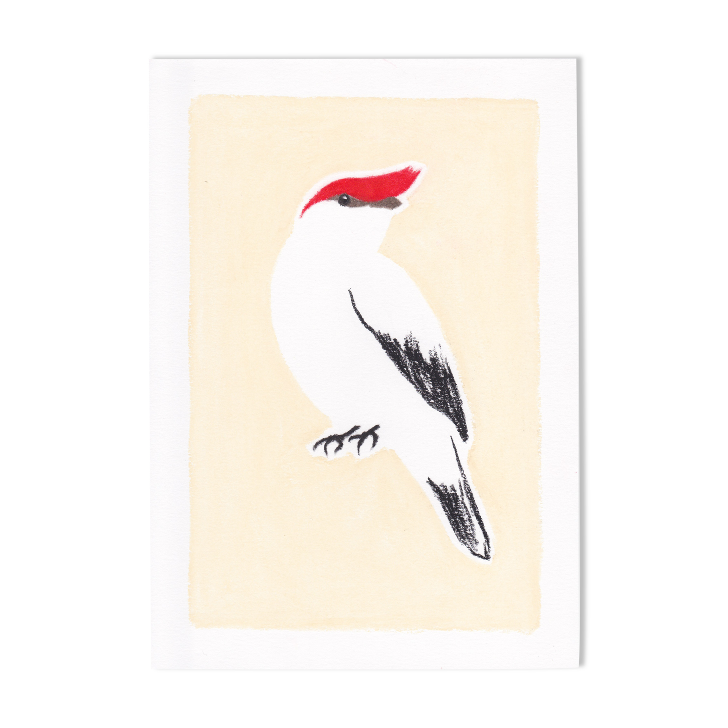 Bird "manakin" - original drawing