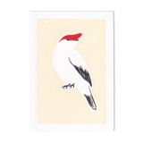 Bird "manakin" - original drawing