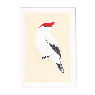 Bird "manakin" - original drawing