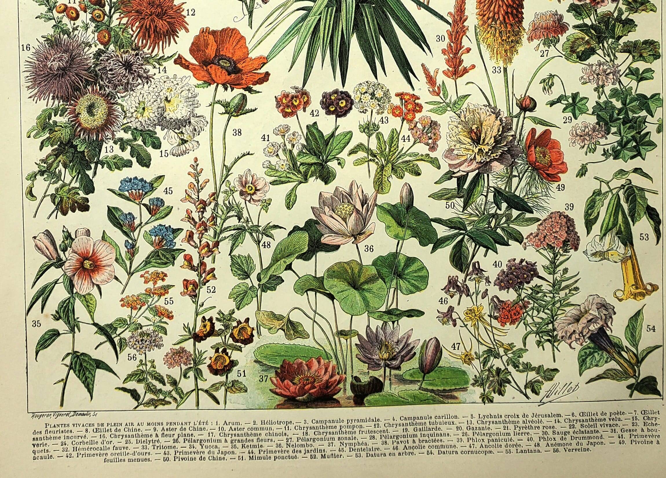 Gravure botanique 1897 - Fleurs et plantes, vivaces, arbres